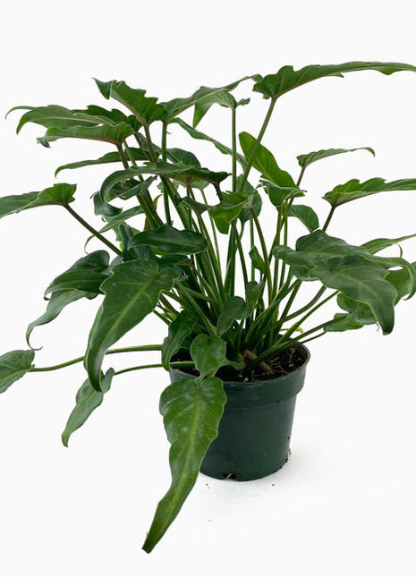 Philodendron Xanadu 60 &#8211; 70cm