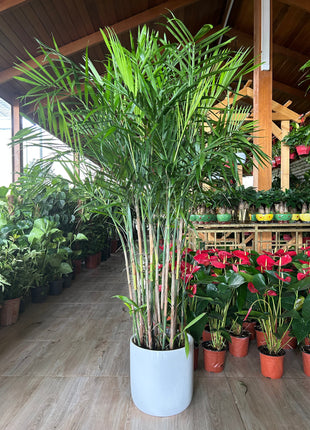 199DH WOW SALE Bamboo Palm (150 to 180cm) IN WHITE PROMO