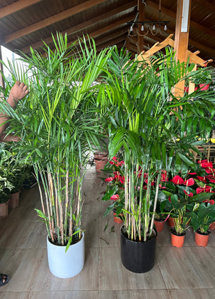 199DH WOW SALE Bamboo Palm (150 to 180cm) IN WHITE PROMO