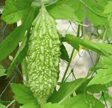 Bitter melon Agrimax Seeds