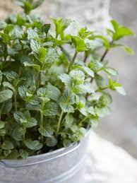 Mint Agrimax Seeds