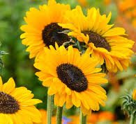 Sunflower Seeds 110mg &#8211; Fito