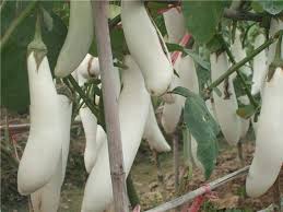 Long white Eggplant Agrimax Seeds