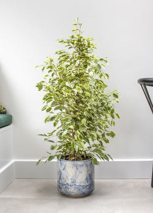 Ficus Benjamina Holland Or Twilight 100 cm to 120 cm
