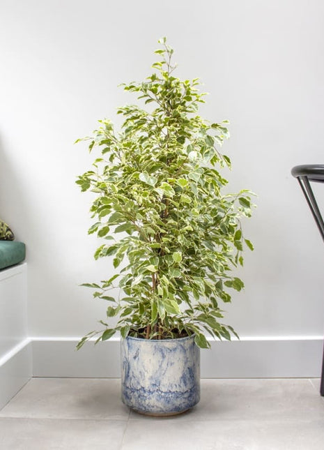 Ficus Benjamina Holland Or Twilight 100 cm to 120 cm