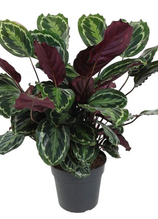 Calathea, Peacock Plant or Zebra Plant نبات زيبر ا