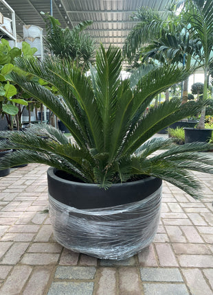 Giant Sago Palm &#8211; Fiber Pot