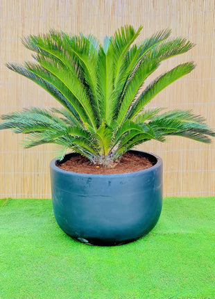 Giant Sago Palm &#8211; Fiber Pot