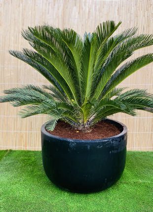 Giant Sago Palm &#8211; Fiber Pot