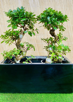 Ficus &#8220;S&#8221; Bonsai Duo in Rectangular Fiber Glass Planter (GRP) (70x30x30cm)
