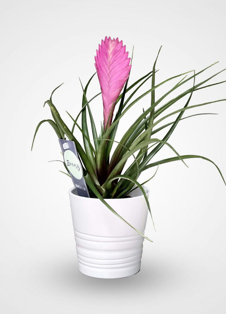 Tillandsia Cyanea Pink Quill &#8220;Healthy Indoor Plant&#8221;