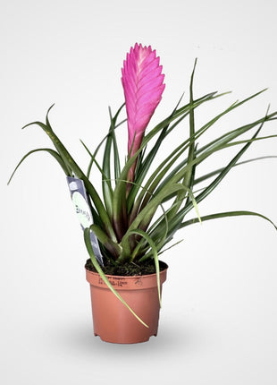 Tillandsia Cyanea Pink Quill &#8220;Healthy Indoor Plant&#8221;