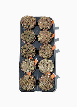 Lithops or Living Stones 8-12cm