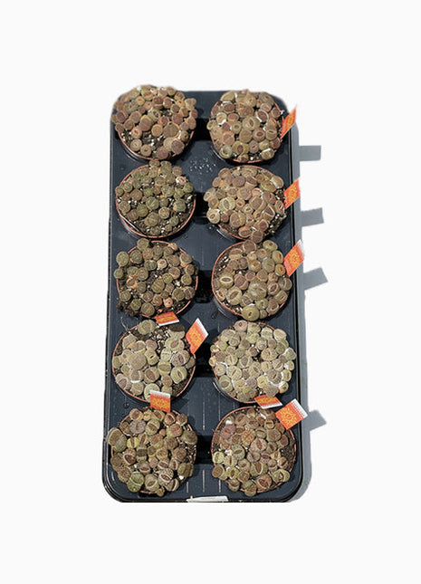 Lithops or Living Stones 8-12cm