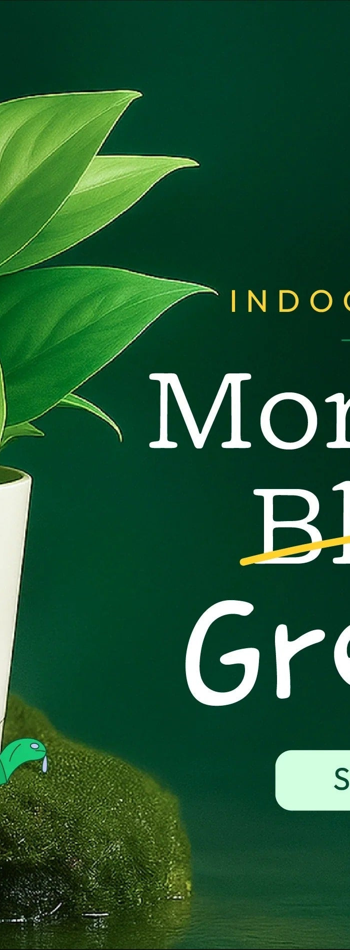 <h2>‘‘<br/>I’ve ordered multiple times from GardeniQ and never been disappointed. Great selection and consistently good service.  ’’</h2><h4>⭐⭐⭐⭐⭐<br/></h4><h5>Ankitha </h5><p>Aug 2, 2024<br/></p>