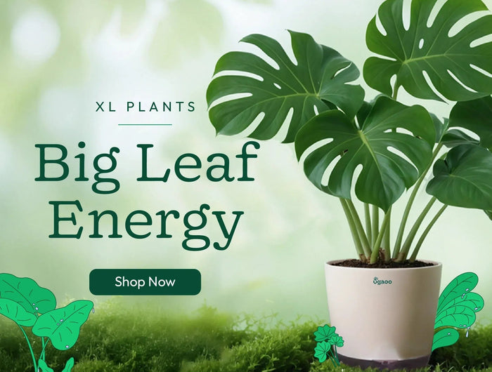 <h1>The perfect gifts</h1>