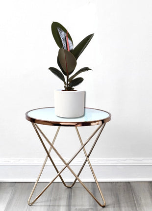 Ficus elastic Abidjan 30 – 40cm