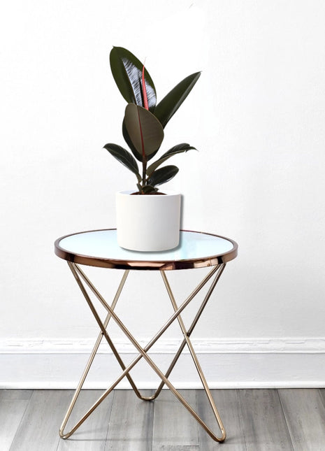 Ficus elastic Abidjan 30 – 40cm