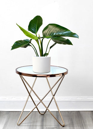 Philodendron Congo Green 30-40cm