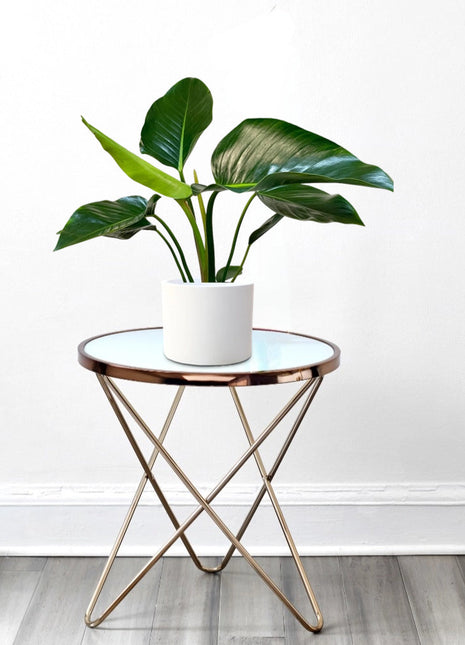 Philodendron Congo Green 30-40cm