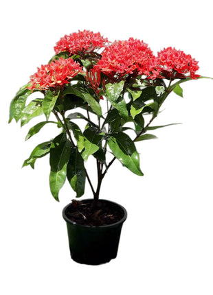 https://i0.wp.com/www.greensouq.ae/wp-content/uploads/2022/08/ixora-coccinia.jpg?fit=1000%2C1000&ssl=1