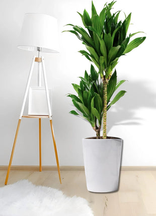 Dracaena fragrans &#8220;Janet Craig&#8221;