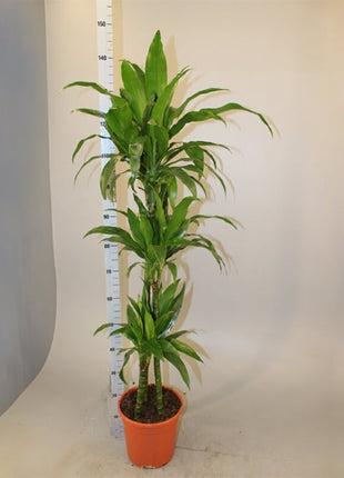 Dracaena fragrans &#8220;Janet Craig&#8221;
