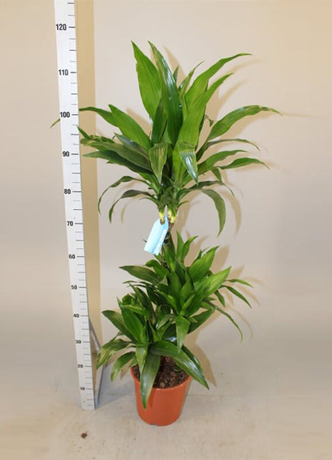 Dracaena fragrans &#8220;Janet Craig&#8221;