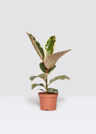 Ficus Elastica Tineke | Rubber Plant Variegated