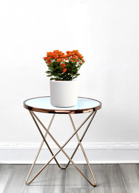 Kalanchoe Blossfeldiana or Flaming Katy