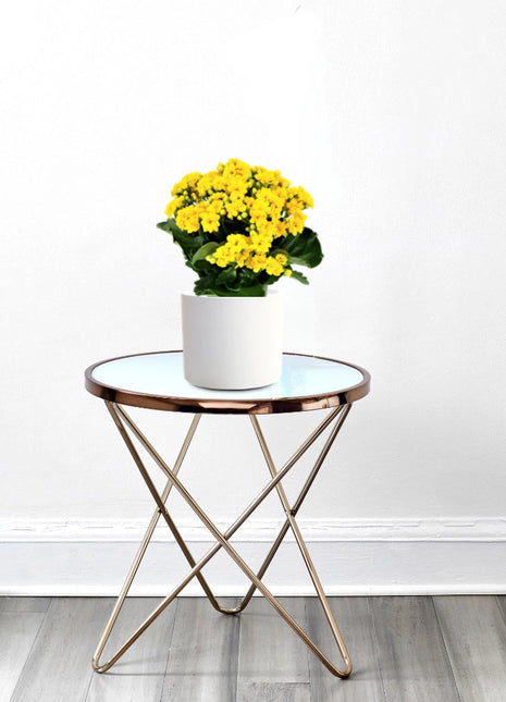 Kalanchoe Blossfeldiana or Flaming Katy