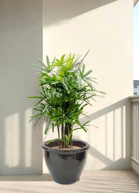 Rhapis Excelsa "Lady Palm سيدة النخيل or Miniature Fan Palm" in Rolled Rim Pot