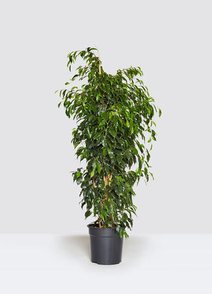 Ficus Benjamina &#8216;Danielle&#8217; Holland