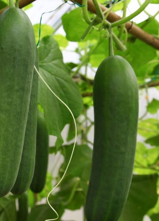 Cucumber Agrimax Seeds