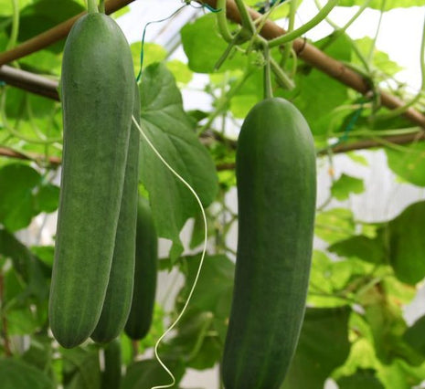 Cucumber Agrimax Seeds