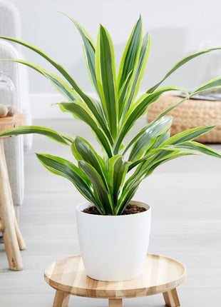 Dracaena Lemon Lime Mini