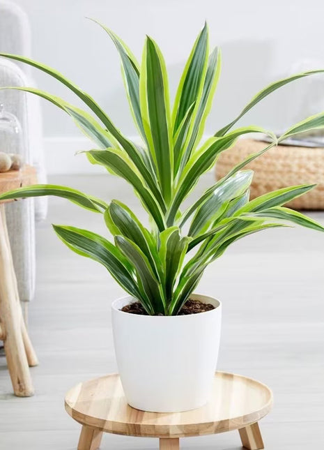 Dracaena Lemon Lime Mini