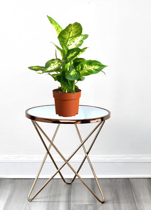 Dieffenbachia (Compacta, Dumb Cane, Leopard Lilly)