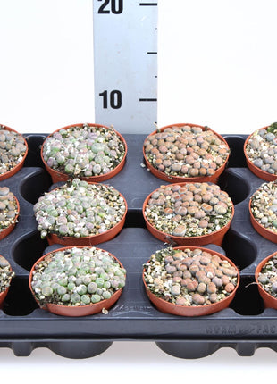 Lithops or Living Stones 8-12cm