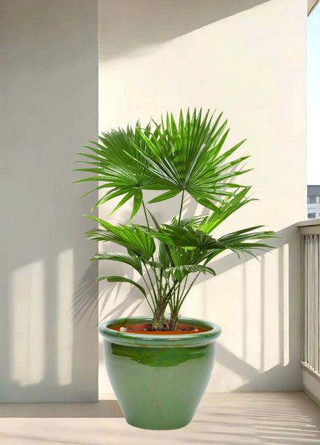 Livistona Palm | Chinese Fan palm in Rolled Rim Pot