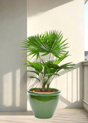 https://i0.wp.com/www.greensouq.ae/wp-content/uploads/2025/03/livistonia-palm-in-green-rolled-rim-pot-scaled.jpg?fit=2560%2C2560&ssl=1