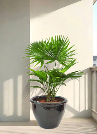 Livistona Palm | Chinese Fan palm in Rolled Rim Pot