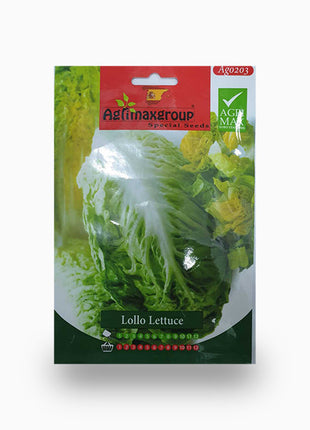 Lollo Lettuce Agrimax Seeds