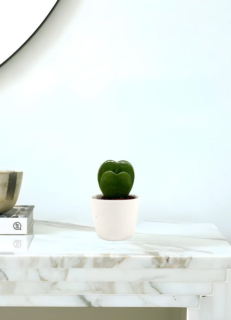 Lucky Heart | Hoya Kerrii | Double Heart | Sweetheart Plant | Valentine Hoya 5-10cm Double