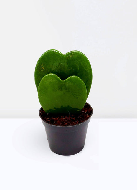 Lucky Heart | Hoya Kerrii | Double Heart | Sweetheart Plant | Valentine Hoya 5-10cm Double