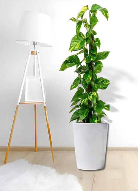 Scindapsus Marble Queen or Money Plant or Epipremnum aureum كرمة المال Success