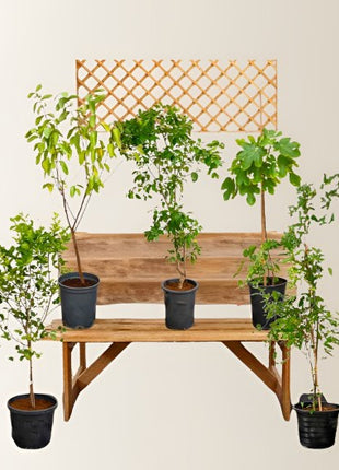 Strelitzia Nicolai or Bird of Paradise طائر الجنة in White Ceramic Pot 1.8-2m