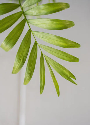 Chamaedorea Elegans, Parlour Palm or Bamboo Palm