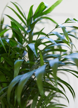 Chamaedorea Elegans, Parlour Palm or Bamboo Palm