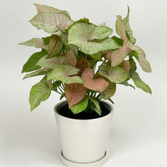 Syngonium Milk Confetti 30-40cm